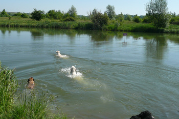 Wettschwimmen