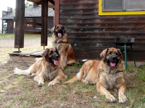 von links - Mppel - Daruba - Boudicce