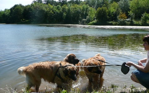 vorn links Chui - dahinter Daruba - rechts Boudicce