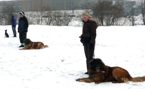 Becks (vorn) beim Hundetraining in Ohrdruf