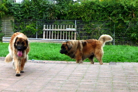 Dab (rechts) zu Besuch am 7.Oktober 2010