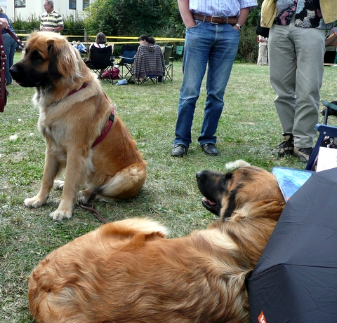 links oben Dinghi - rechts unten Daruba