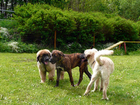 Ecki in der Welpenschule